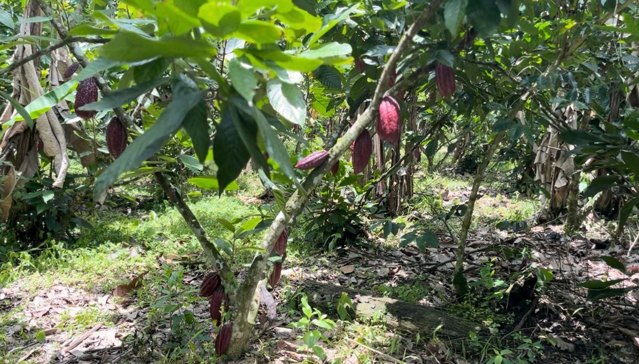 WhatsApp-Image-2023-06-15-at-13.04.00-1